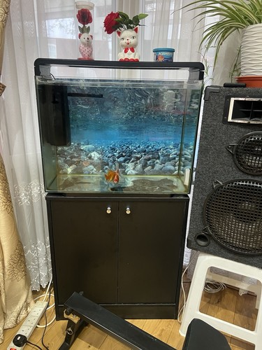 Used fish tank with goldfish - used, 2