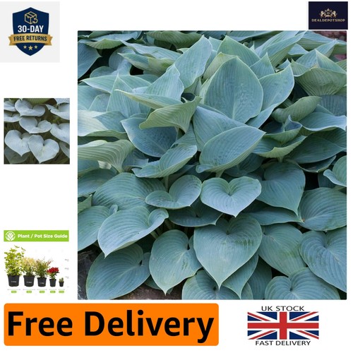 Elegant hosta halcyon - elegant,
