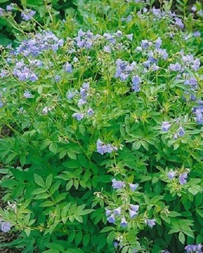Polemonium blue pearl jacobs - polemonium,