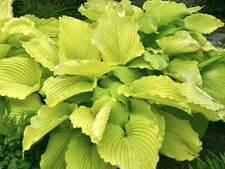 Hosta Coast To Coast (3 lt Pot