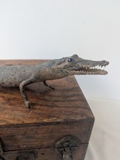 Antique Baby Crocodile Taxidermy
