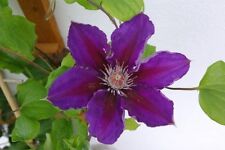 40 x CLEMATIS PRESIDENT  SEEDS