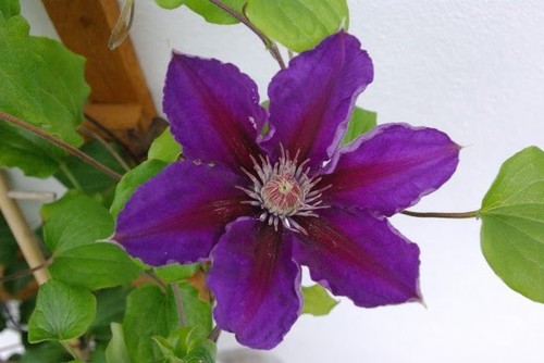Seeds clematis president - clematis,