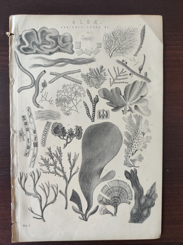 Antique original w -  antique, b/w