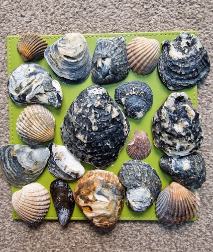 19x large natural - natural, shells