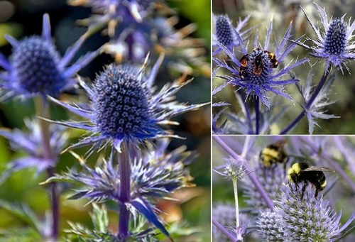 Eryngium planum sea holly - holly, |