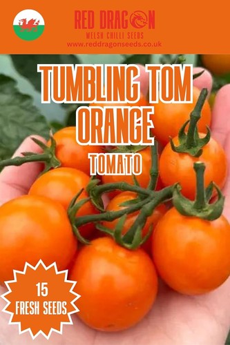 Tumbling tom orange tomato - tom,