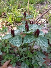Purple Toad Trillium (Sweet