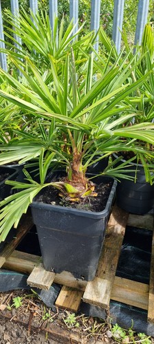 Thick trunk trachycarpus - trunk,