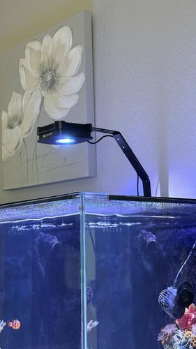 Lomnie pixie led - marine, light