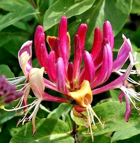 Lonicera serotina honeysuckle - serotina,