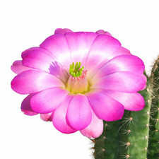 Echinocereus schereri SEEDS -