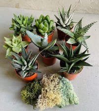 Desert terrarium succulents - desert,