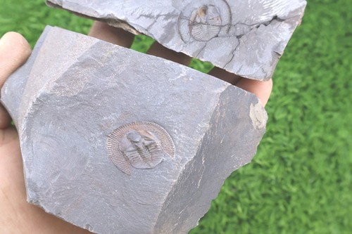 Declivolithus trilobite fossil - declivolithus,