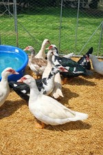 12+ Purebred Fertile Muscovy