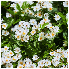 'Kiftsgate' Fragrant Climbing