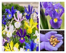 DUTCH Iris BULBS To Plant Now Spring Flowering Hardy Garden Bee Friendly Flowers