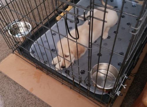 Kennel water bowl - kennel, no