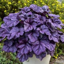 Heuchera (Wildberry) coral bells 3Lt Pot XXXL Plants to your door