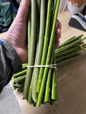 Super Willow - 50 Salix Q83 Unrooted Cuttings for planting now
