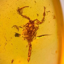SCORPION in Burmese / Burmite
