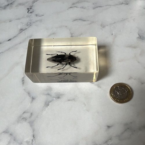 National geographic bug - geographic,