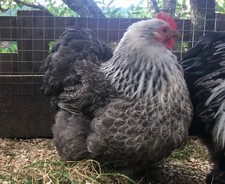 6x Silver Partridge Pekin
