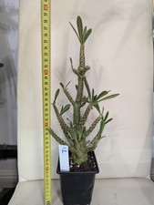 Dorstenia gigas Large/