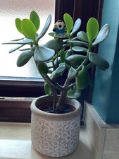 Minion Planter Glass Plant Pot Decoration Rare