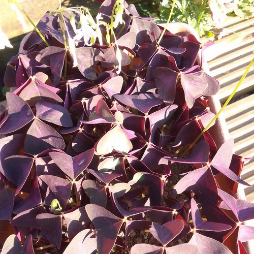 Oxalis triangularis - 10,
