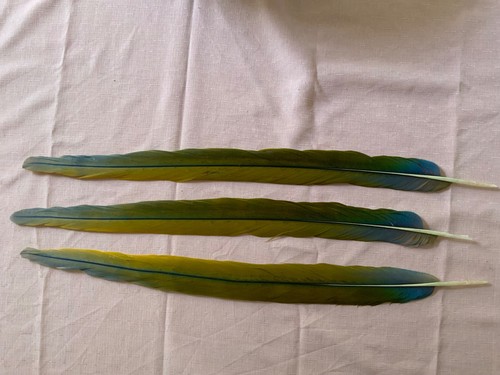 Catalina macaw feathers - 24",