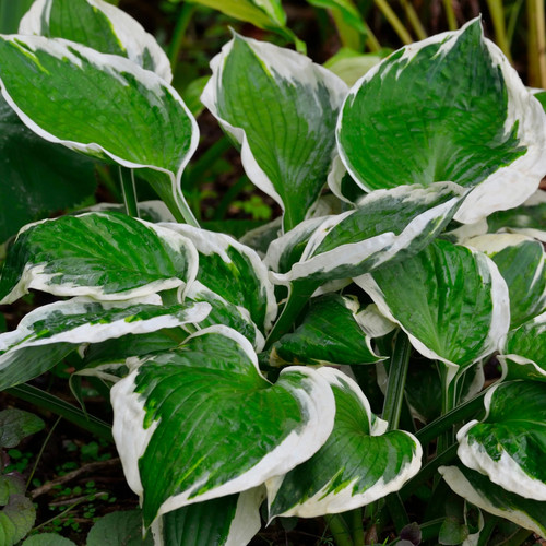 Hosta patriot plantain - hosta,