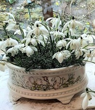 100×Double Snowdrops