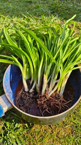 15x three cornered - three-cornered, garlic