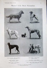 Old Antique Print 1905 Kennel