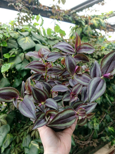 Tradescantia zebrina burgundy - tradescantia,