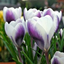 CROCUS BULBS 'PRINS CLAUS' Chrysanthus Early Spring Flowering Bulbs/Plants