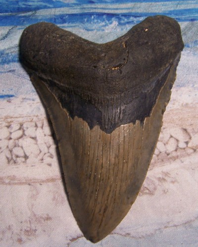 Megalodon shark tooth 8 - megalodon, 4
