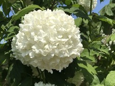 Viburnum opulus roseum - opulus,