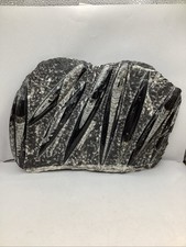 Orthoceras Nautilus Fossils