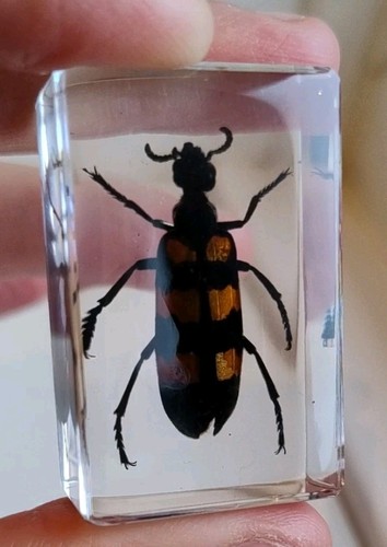 Real blister beetle - blister,