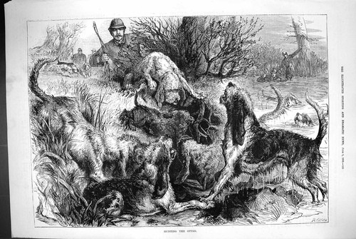 Antique print 1883 otter - 1883,