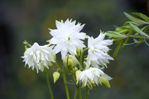 Aquilegia white barlow - aquilegia,