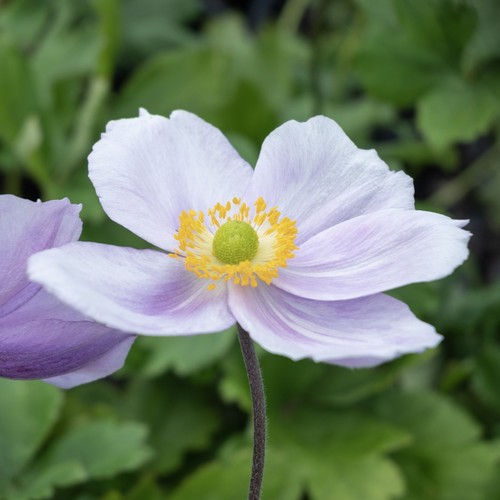 Anemone regal swan - anemone,