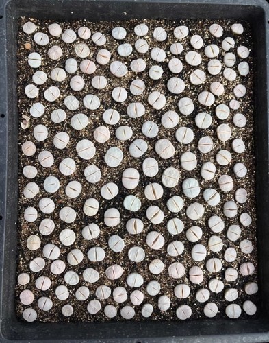 1pot rare conophytum - 1pot,