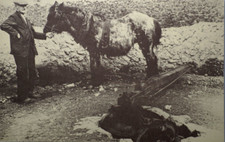 Postcard Wales Welsh Working Horse Gin 1905 Workhorse Coal Mining Mineshaft