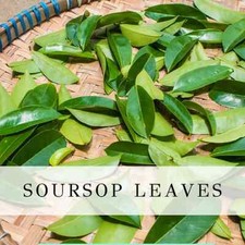 Soursop Dried Leaves 100%