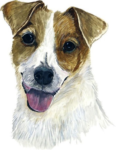 Jack russell terrier - dog, pup