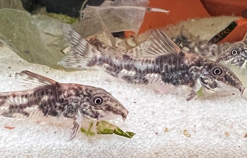 Corydoras barbatus bearded - 6, (bearded