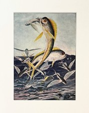 FLYING FISH Print - 1920